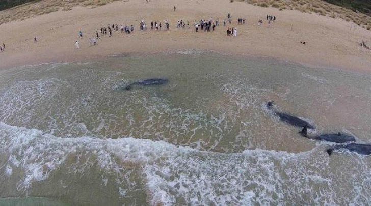 Capodogli spiaggiati a Vasto