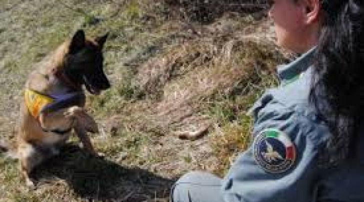 unità cinofila forestale