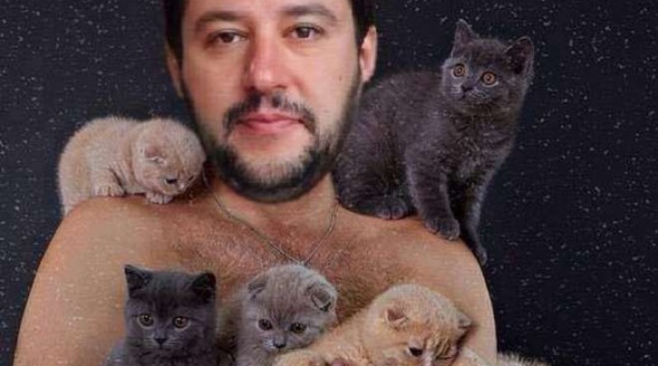 Gattini sulla bacheca di Salvini