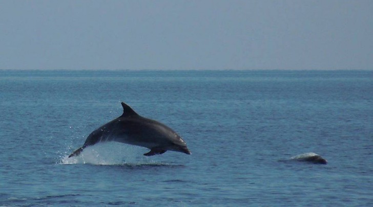 Delfini-avvistamento nei pressi di Torre Cerrano