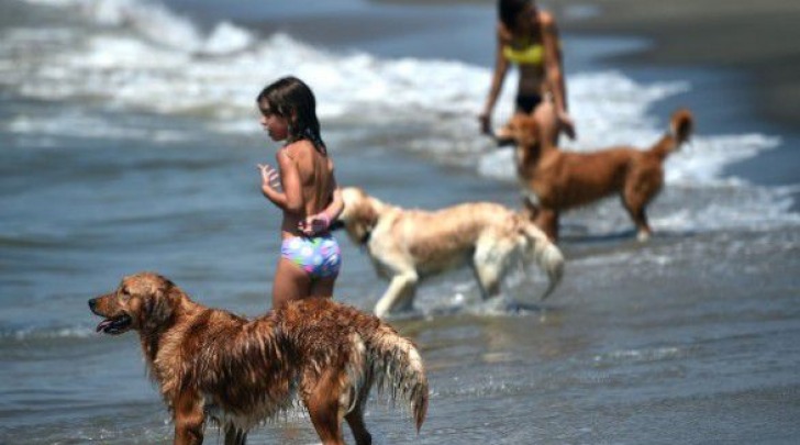 cani in spiaggia