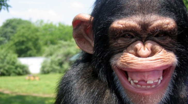 scimmia ubriaca - foto da twitter