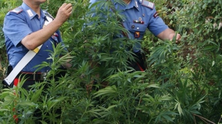 coltivazione di marijuana