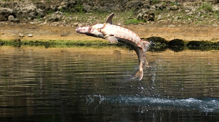 salto di uno storione