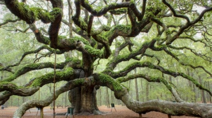 Albero Monumentale