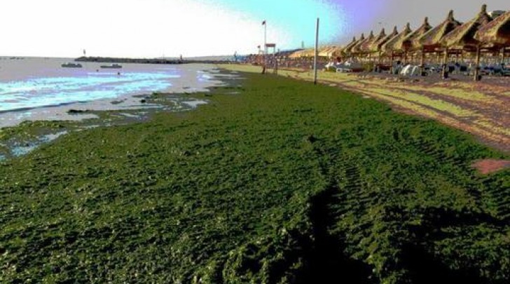 invasione alghe a Pescara