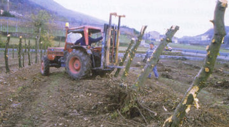 estirpazione alberi frutto