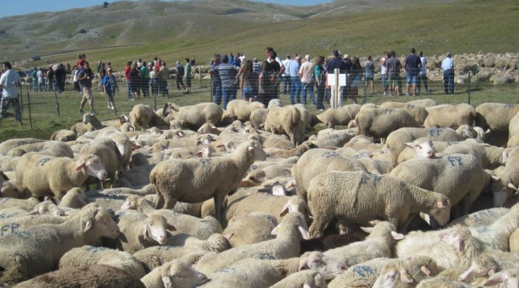 rassegna ovini-campo imperatore