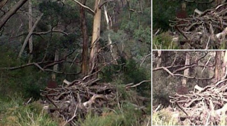 Fantasma nel Bosco