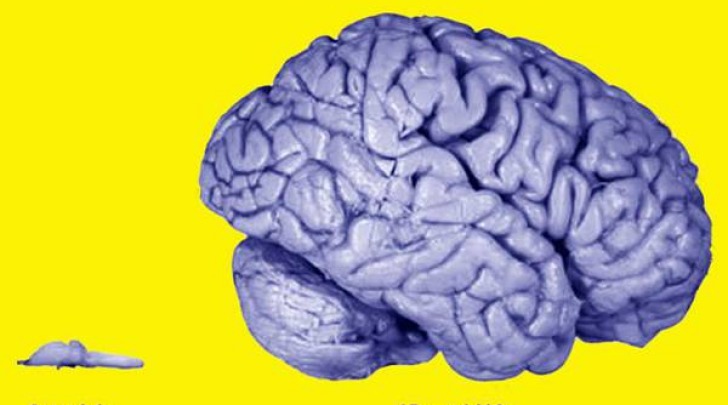 A confronto il cervello di una rana e quello umano