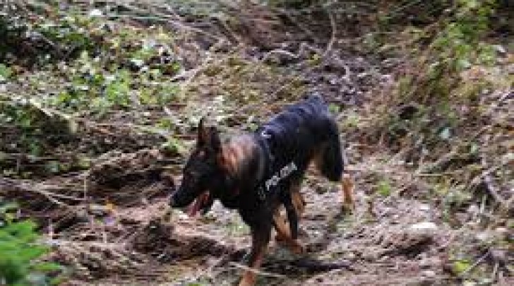 cane molecolare polizia