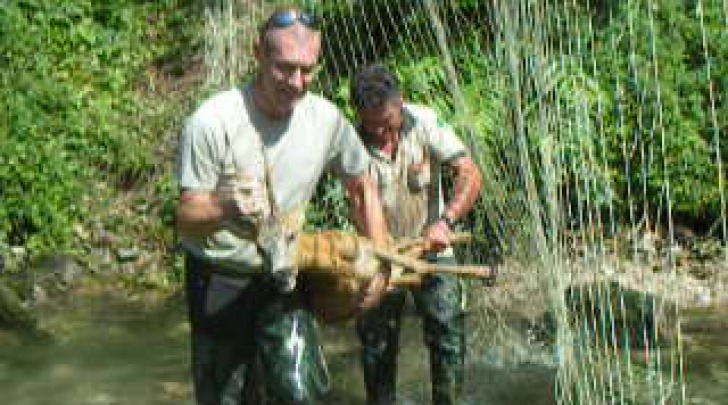 Recupero capriolo