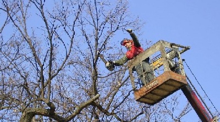 manutenzione alberi