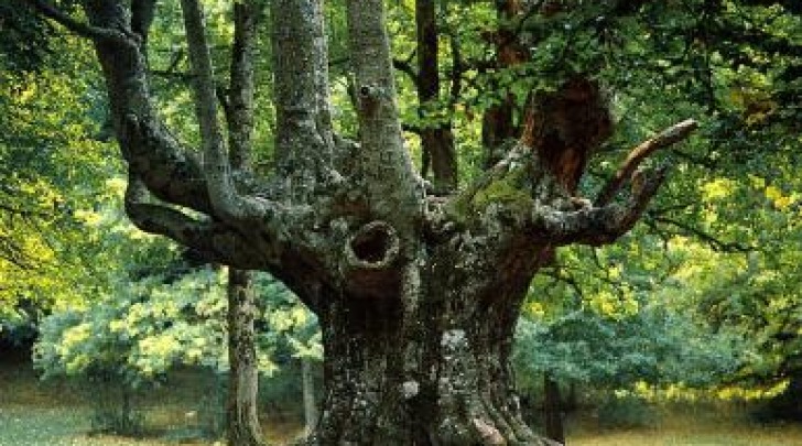 Albero bosco Sant'Antonio