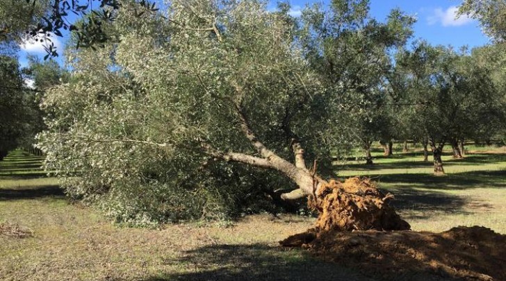 Xylella