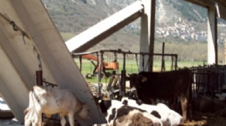 danni terremoto azienda agricola