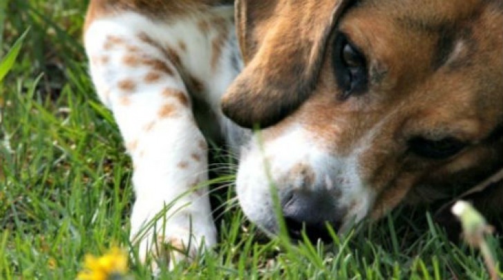 Beagle