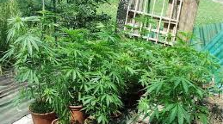 marijuana