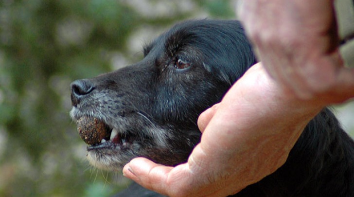 cane tartufi