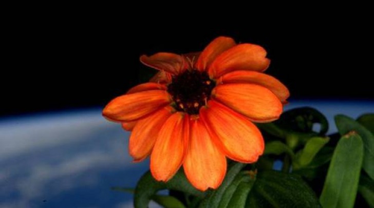 fiore sbocciato nello spazio (fonte: Scott Kelly, NASA)