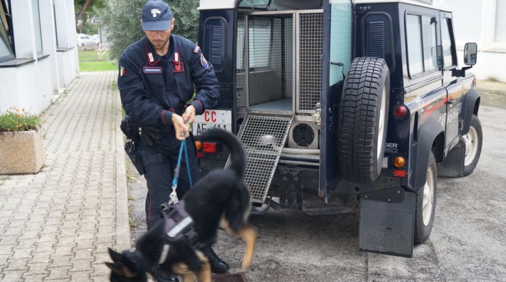 Unità cinofile carabinieri