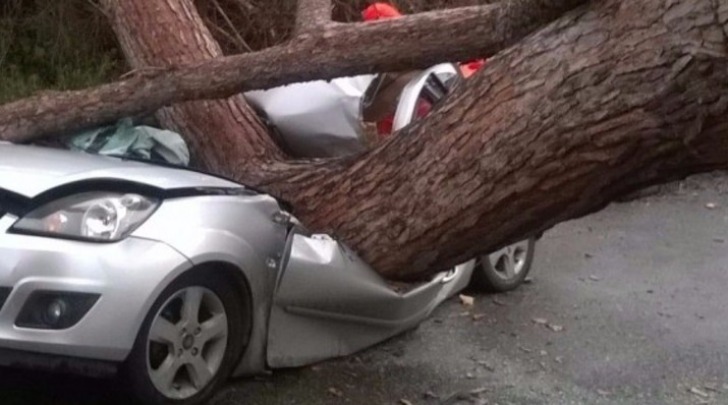 Albero caduto su automobile