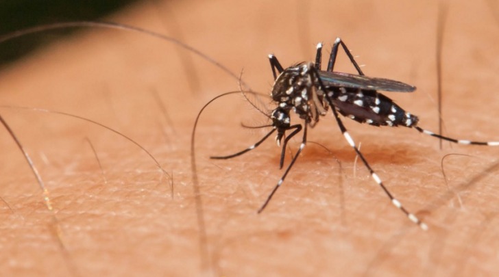 La zanzara del contagio
