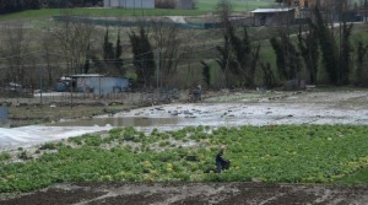 Gelata primaverile - danni all'agricoltura