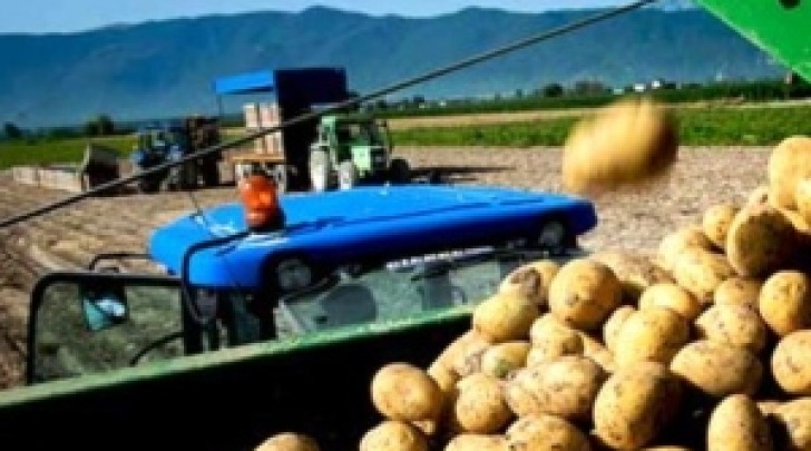 raccolta patate fucino