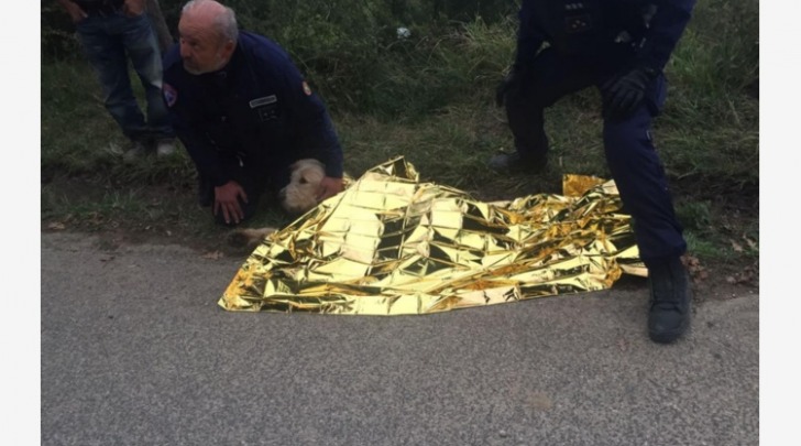 cane trascinato con l’auto