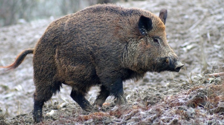 cinghiale - foto di repertorio