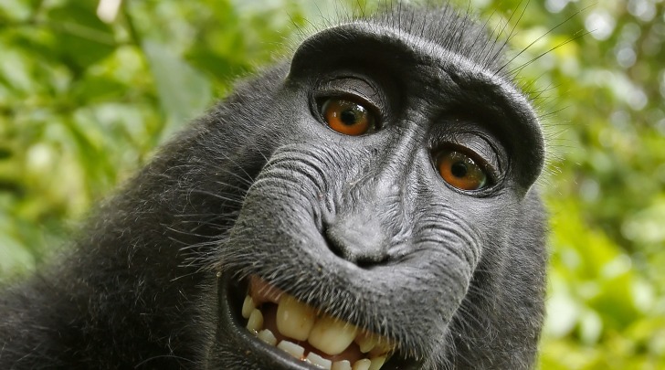 selfie macaco