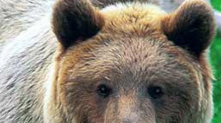 orso marsicano