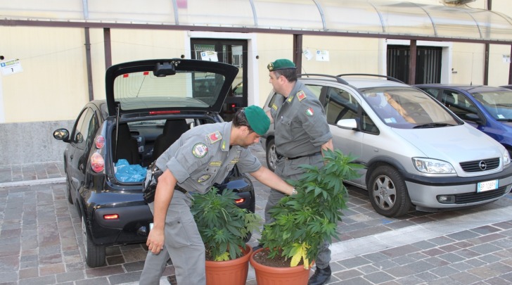 Le piante di marijuana sequestrate