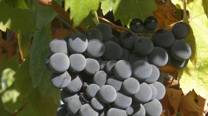 Uva da Montepulciano