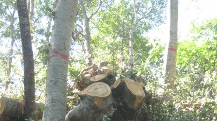 Gli alberi tagliati al bosco di Patrignone