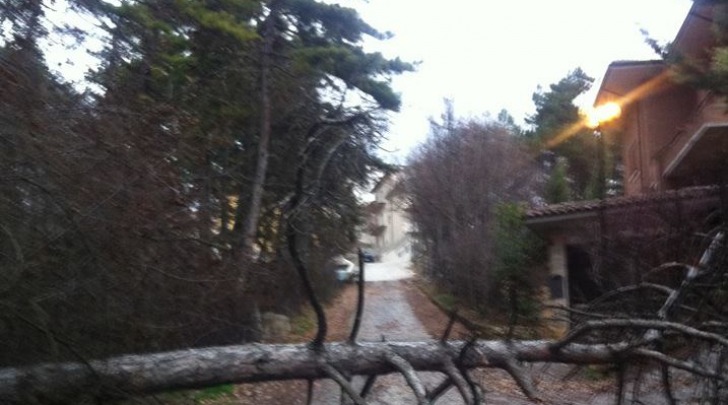 Un albero caduto oggi pomeriggio all'Aquila