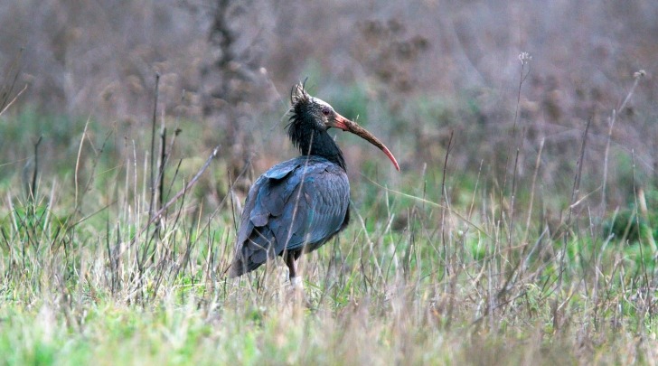 Un esemplare di Ibis Eremita (foto Luca Parisse)