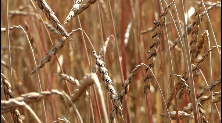 l farro è il più antico tipo di frumento coltivato