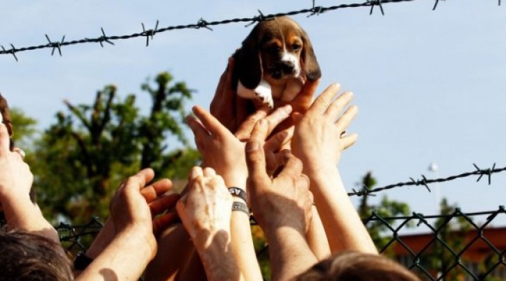 Uno dei cuccioli beagle liberati