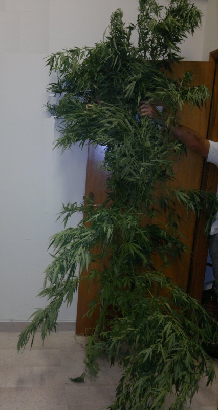 Arrestato 41enne Incensurato Coltivava Pianta Di Marijuana Insieme Ai 