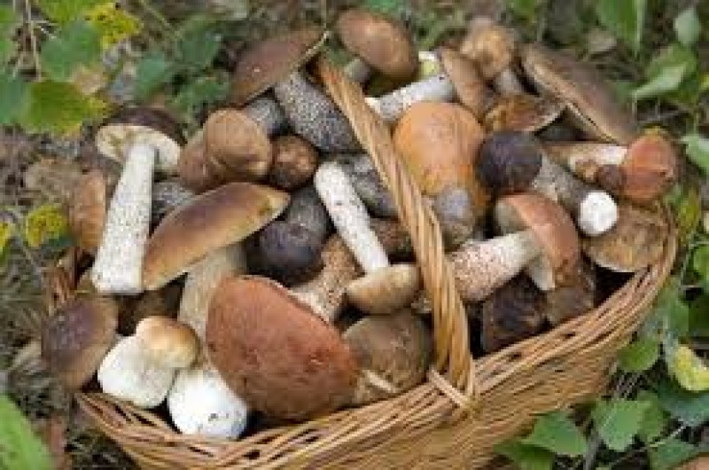 Asl 1, dal 15 settembre inizia il servizio (gratuito) per verifica