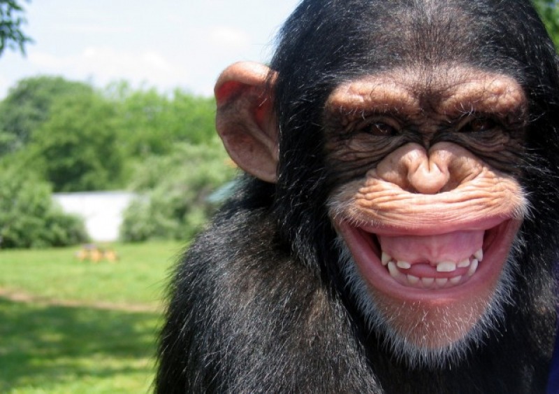 Anche gli scimpanzè si ubriacano, bevono l’alcool di palma @KJHockings