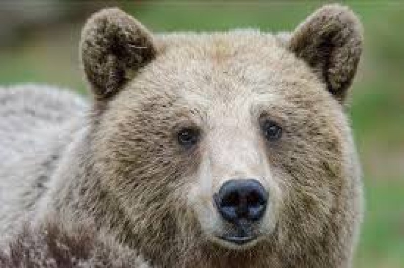 Trovati Nel Parco I Resti Dell orsa Tranquilla Sarebbe Morta Per Cause 