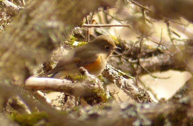 Osservato E Fotografato Per La Prima Volta In Abruzzo Al PNALM Il 