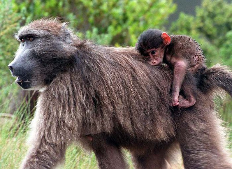 Бабуины в ЮАР. Доминантный Бабуин. Павиан Индия. Back monkey