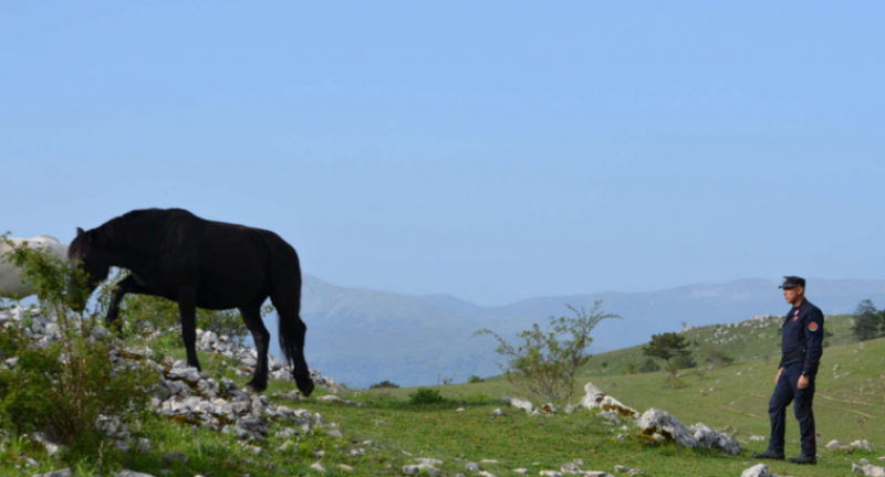 Mucche e cavalli al pascolo senza controllo: multe per oltre 11mila euro