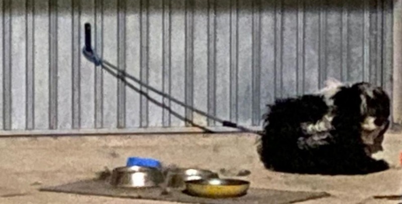 cane legato a una catena corta due denunciati per maltrattamento da Abruzzo24ore.tv cane legato a una catena corta due denunciati per maltrattamento