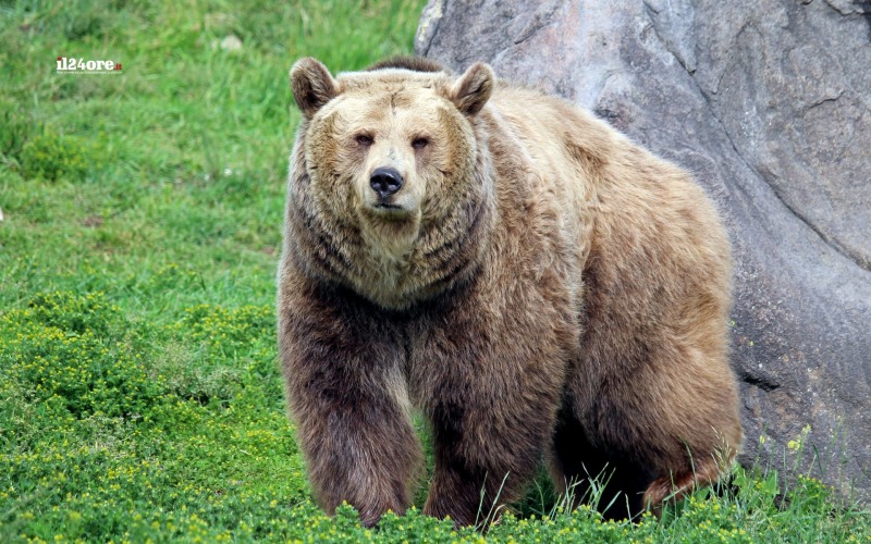 processo shock cinquanta realt224 animaliste unite contro l omicidio di amarena