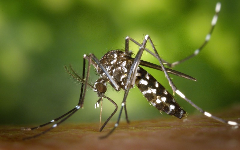il virus west nile colpisce ancora morto un uomo di 77 anni a roma